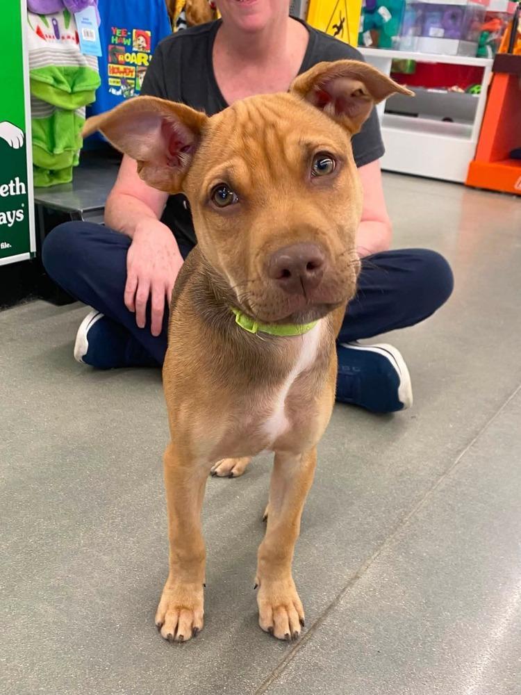 Robbery, a Adoptable mixed breed in Milton, DE image 1/3