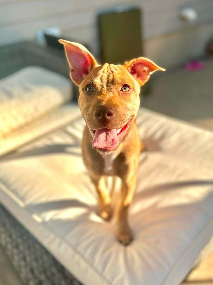 Robbery, Adoptable, Puppy Male Mixed Breed.