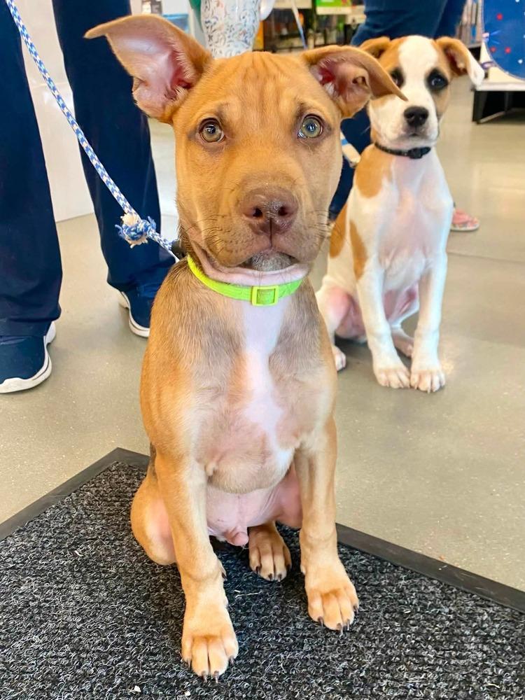 Robbery, Adoptable, Puppy Male Mixed Breed.