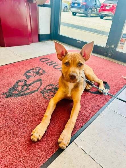 Enlarge Robbery, a Adoptable mixed breed in Milton, DE image 2/2