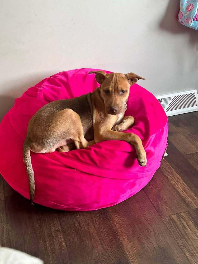 Enlarge Robbery, a Adoptable mixed breed in Milton, DE image 3/3