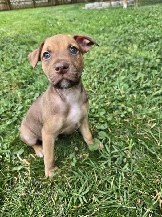 Robbery, a Adoptable mixed breed in Milton, DE image 3/3