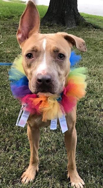 Sensi, Adult Female Pit Bull Terrier