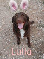 Lulla (164355) (In A Foster Home), an adopted Labrador Retriever in Baton Rouge, LA image 4/5