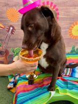 Lulla (164355) (In A Foster Home), an adopted Labrador Retriever in Baton Rouge, LA image 5/5