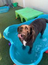 Lulla (164355) (In A Foster Home), an adopted Labrador Retriever in Baton Rouge, LA image 3/5