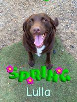 Lulla (164355) (In A Foster Home), adopted, Adult Female Labrador Retriever.