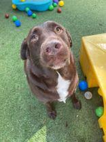 Lulla (164355) (In A Foster Home), an adopted Labrador Retriever in Baton Rouge, LA image 2/5