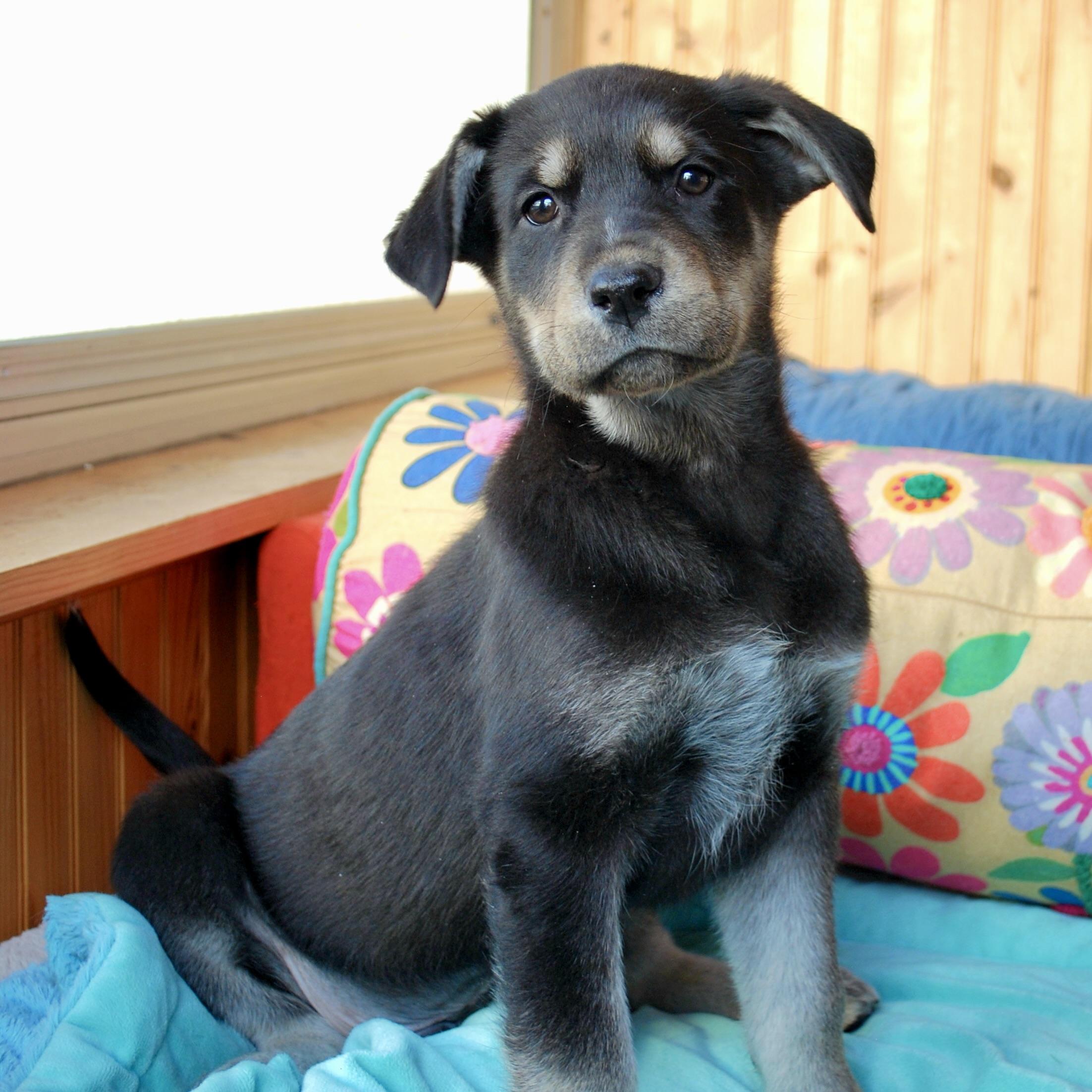 Enlarge Jim Bridger, a ADOPTABLE mixed breed in Prior Lake, MN image 1/4