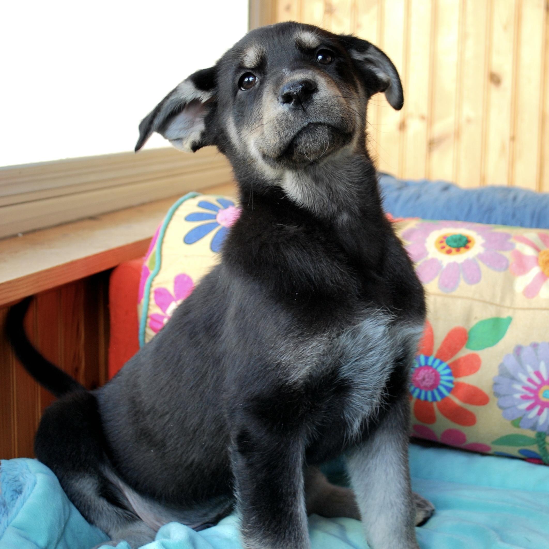 Enlarge Jim Bridger, a ADOPTABLE mixed breed in Prior Lake, MN image 2/4