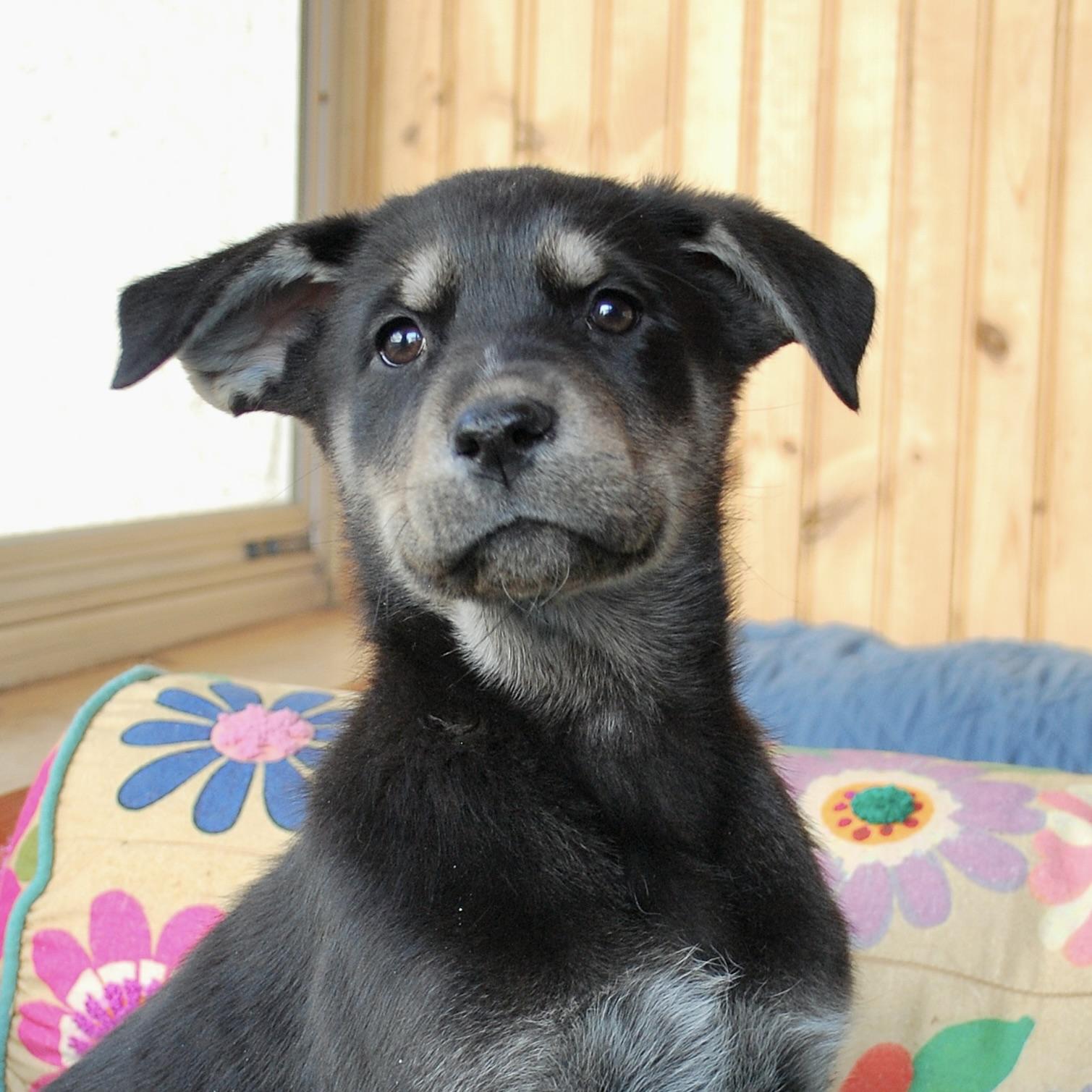 Enlarge Jim Bridger, a ADOPTABLE mixed breed in Prior Lake, MN image 4/4