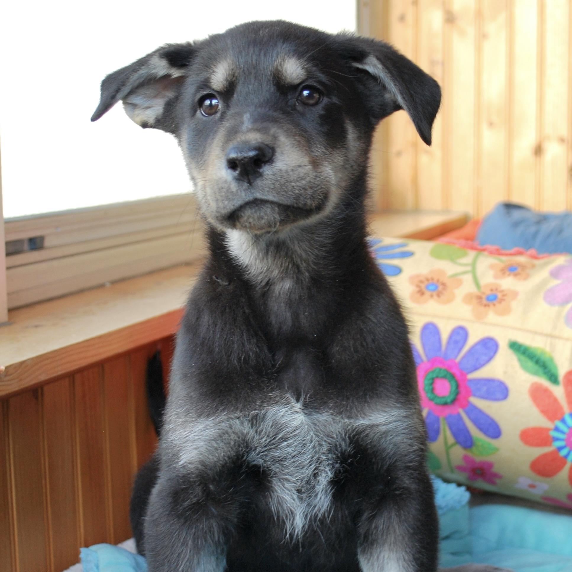 Enlarge Jim Bridger, a ADOPTABLE mixed breed in Prior Lake, MN image 3/4