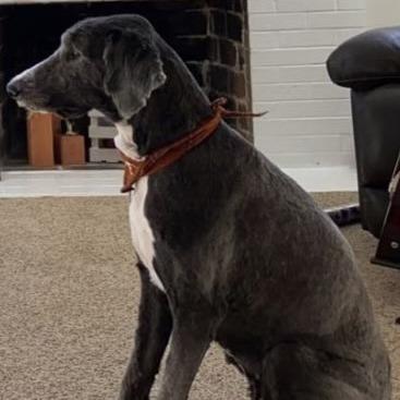 Griffey, a Adoptable mixed breed in Emporia, KS image 2/2