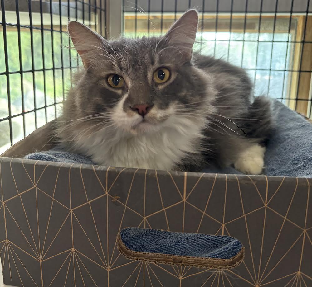 Grey Guy, Adoptable, Adult Male Domestic Medium Hair.