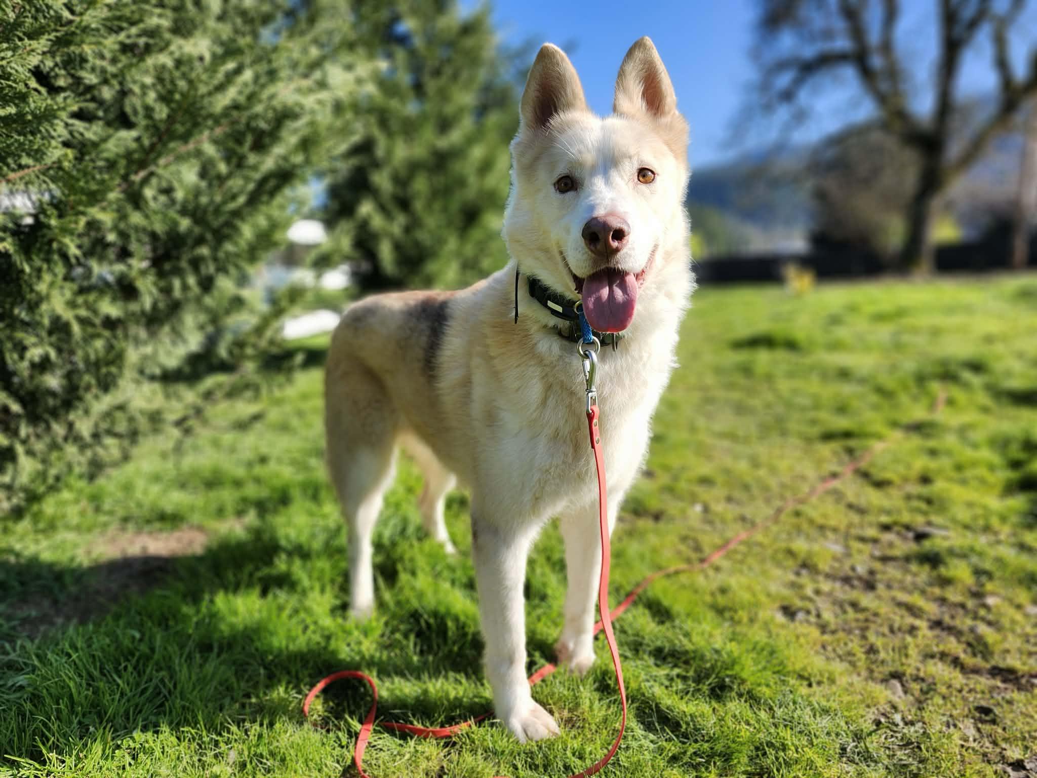 Enlarge Loyal Lokie, a Adoptable mixed breed in Roseburg, OR image 2/6