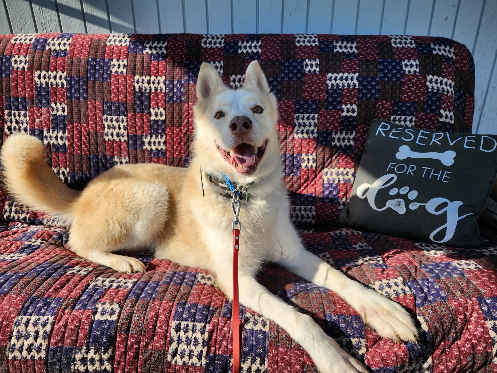 Enlarge Loyal Lokie, a Adoptable mixed breed in Roseburg, OR image 4/6