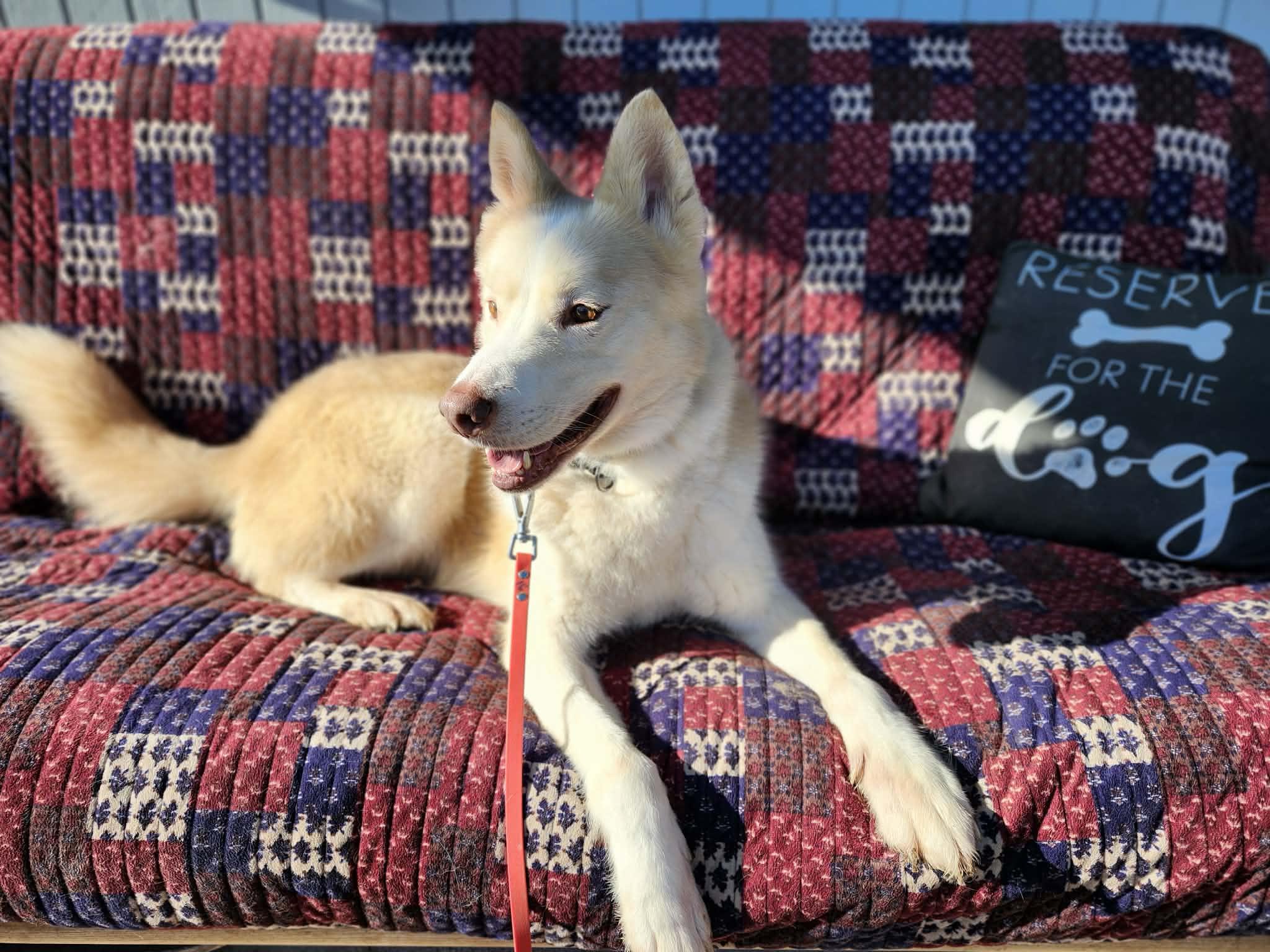 Enlarge Loyal Lokie, a Adoptable mixed breed in Roseburg, OR image 3/6