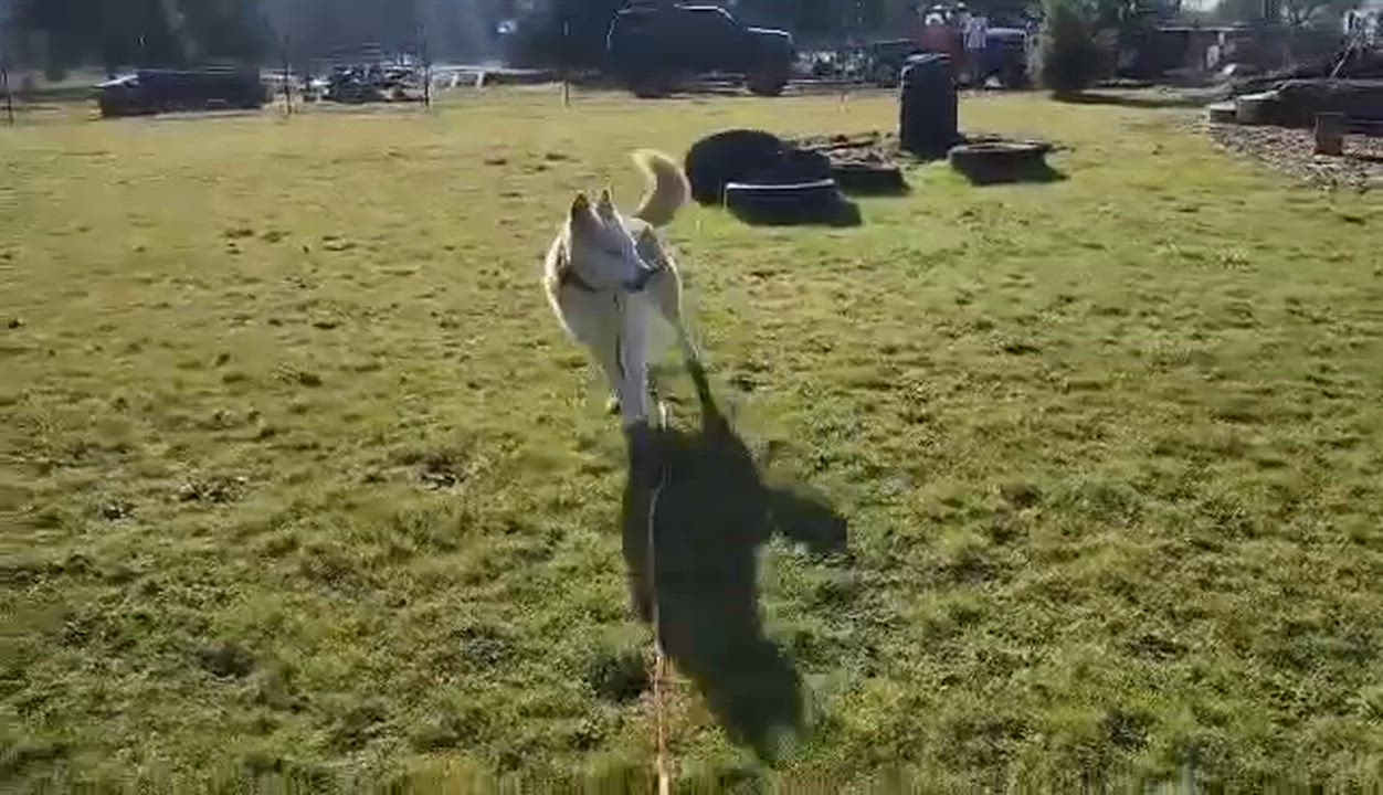 Enlarge Loyal Lokie, a Adoptable mixed breed in Roseburg, OR video 5/6