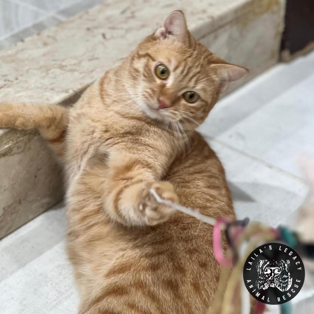 Wanda, Adoptable, Young Female Domestic Short Hair.