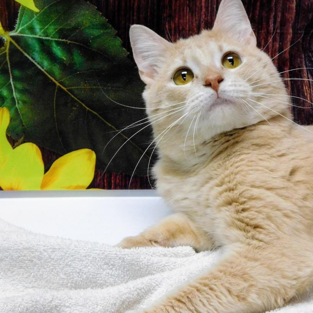 Oden, Adoptable, Young Male Domestic Short Hair.