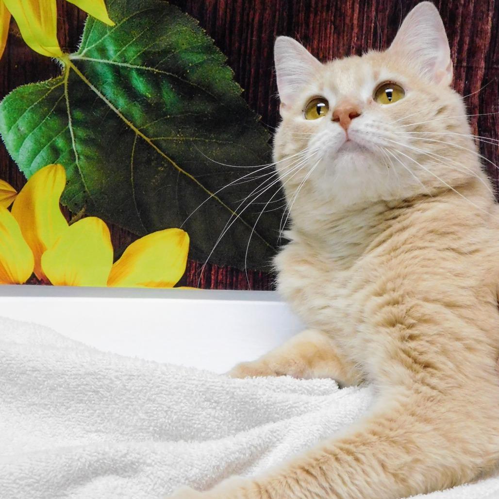 Enlarge Oden, a Adoptable Domestic Short Hair in Canton, IL image 2/6