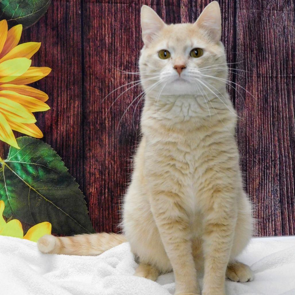 Enlarge Oden, a Adoptable Domestic Short Hair in Canton, IL image 3/6