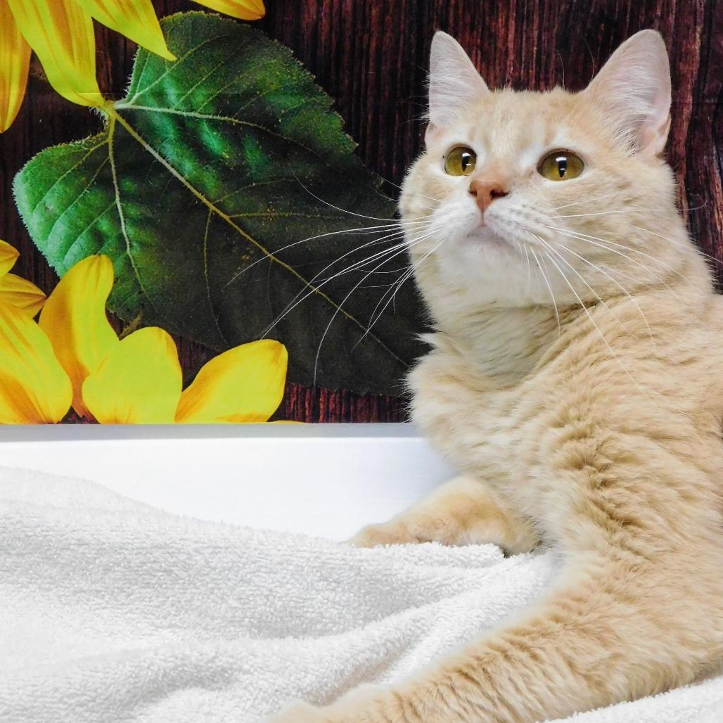Enlarge Oden, a Adoptable Domestic Short Hair in Canton, IL image 4/6