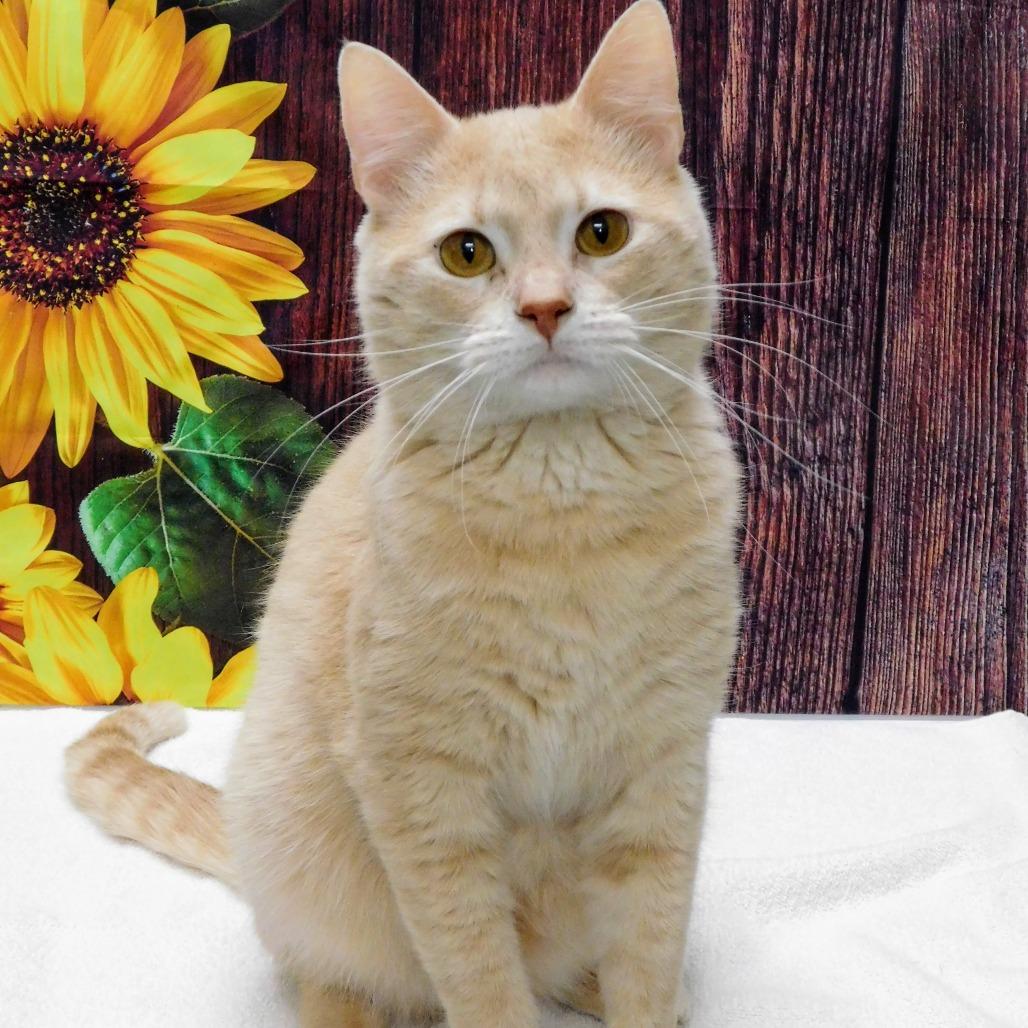 Enlarge Oden, a Adoptable Domestic Short Hair in Canton, IL image 5/6