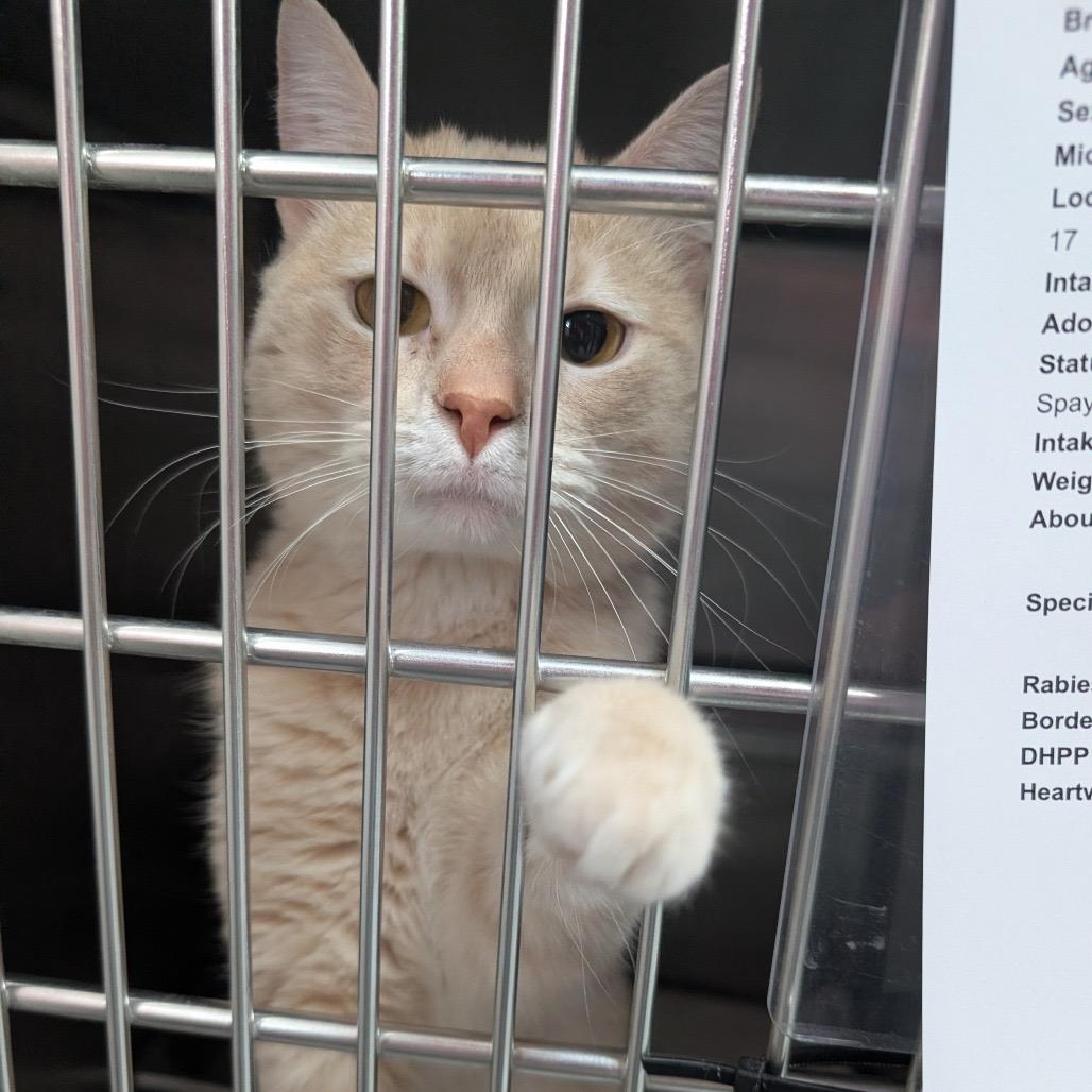 Enlarge Oden, a Adoptable Domestic Short Hair in Canton, IL image 6/6