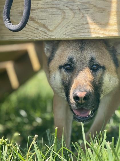 Enlarge Apollo, a Adoptable mixed breed in Columbus, IN image 1/3