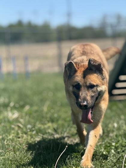 Enlarge Apollo, a Adoptable mixed breed in Columbus, IN image 2/3