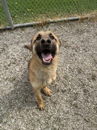Enlarge Apollo, a Adoptable mixed breed in Columbus, IN image 3/3