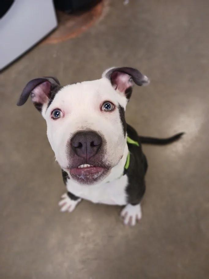 Enlarge Glen, a ADOPTABLE mixed breed in Winona, MN image 2/6
