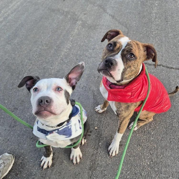 Enlarge Glen, a ADOPTABLE mixed breed in Winona, MN image 3/6