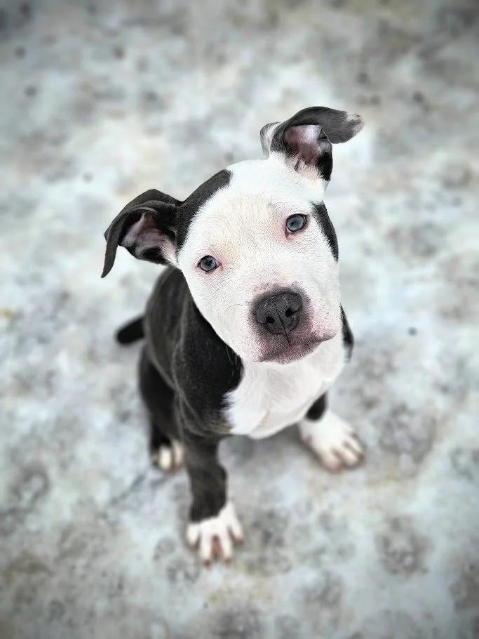 Glen, ADOPTABLE, Young Male Pit Bull Terrier & Boxer.