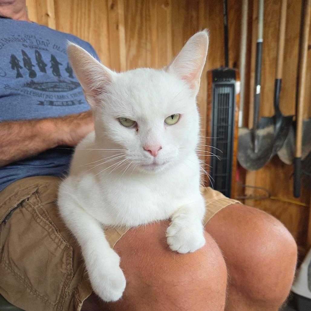 Charlie, Adoptable, Adult Male Domestic Short Hair.