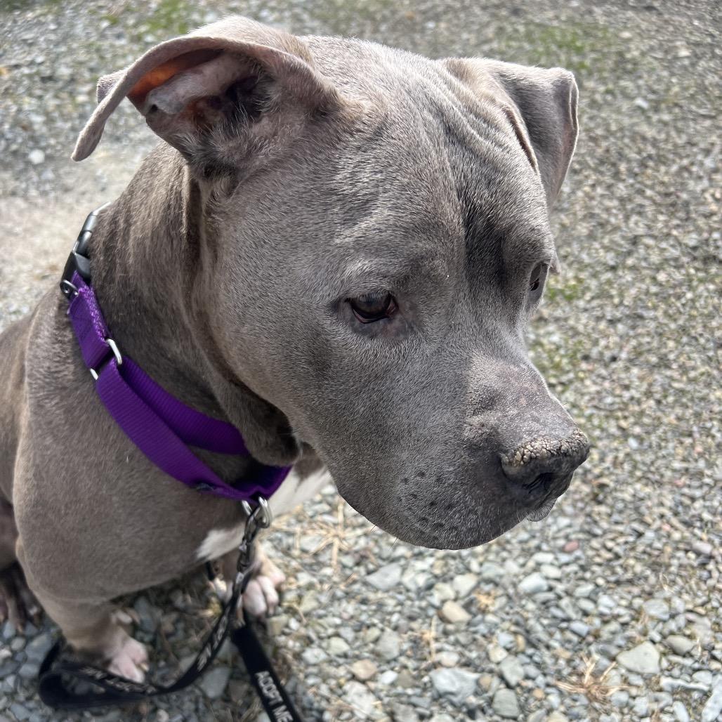 Tyson, a Adoptable Mixed Breed in Mansfield, PA image 1/6