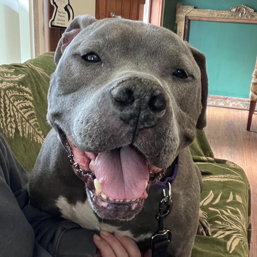 Tyson, a Adoptable Mixed Breed in Mansfield, PA image 2/6