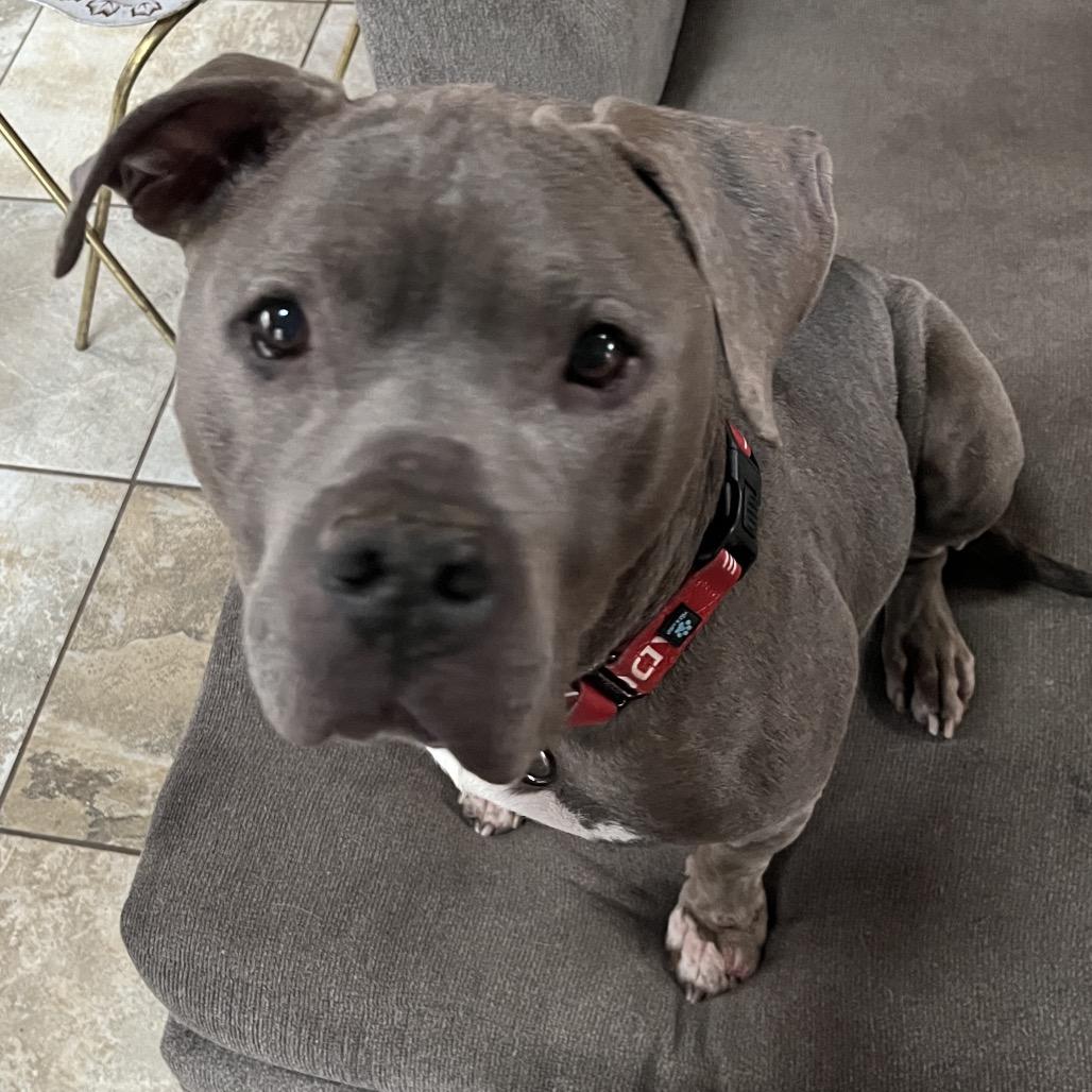 Tyson, a Adoptable Mixed Breed in Mansfield, PA image 3/6