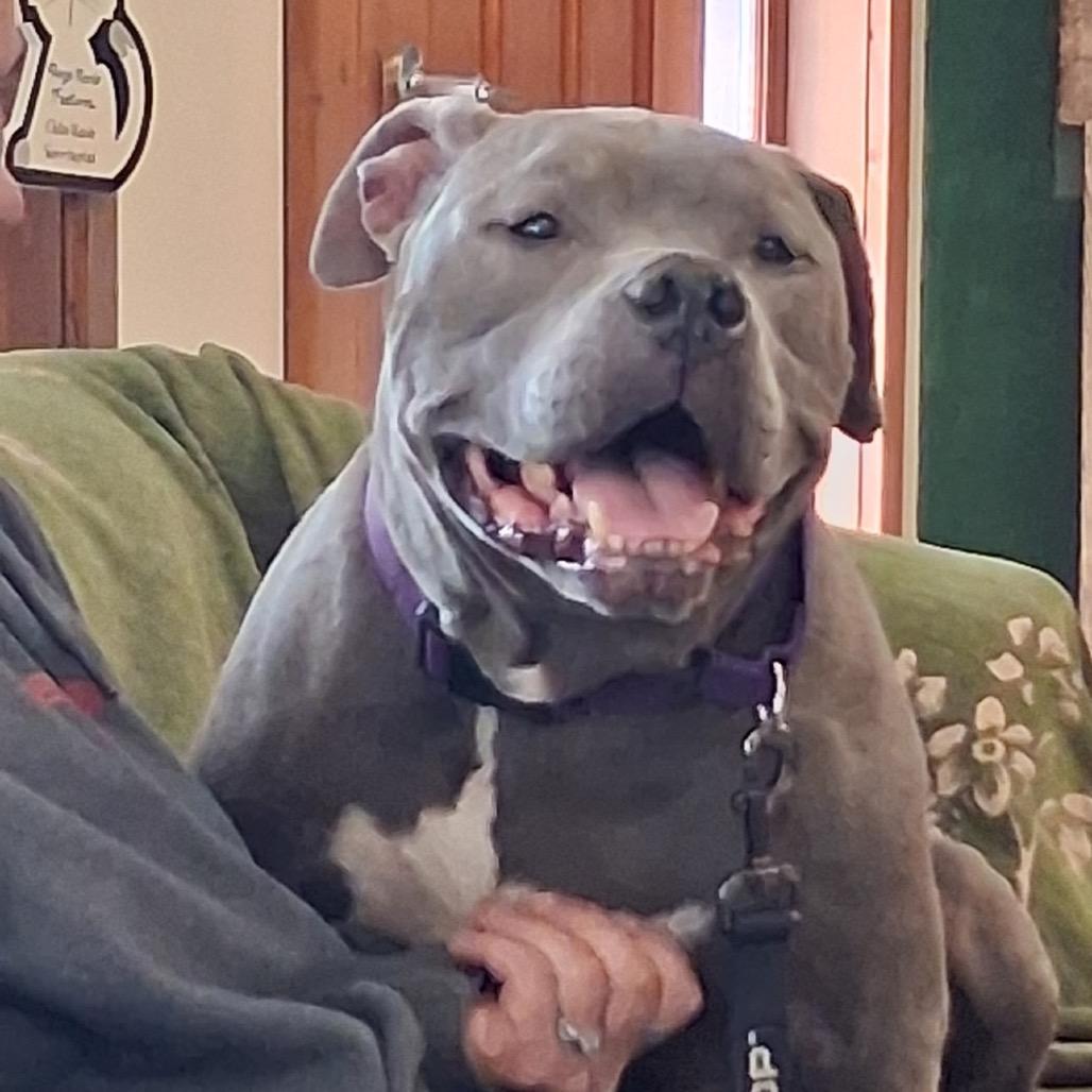 Tyson, a Adoptable Mixed Breed in Mansfield, PA image 4/6