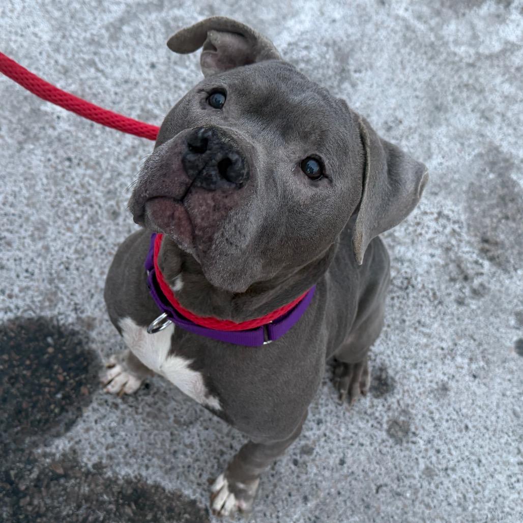 Tyson, a Adoptable Mixed Breed in Mansfield, PA image 5/6
