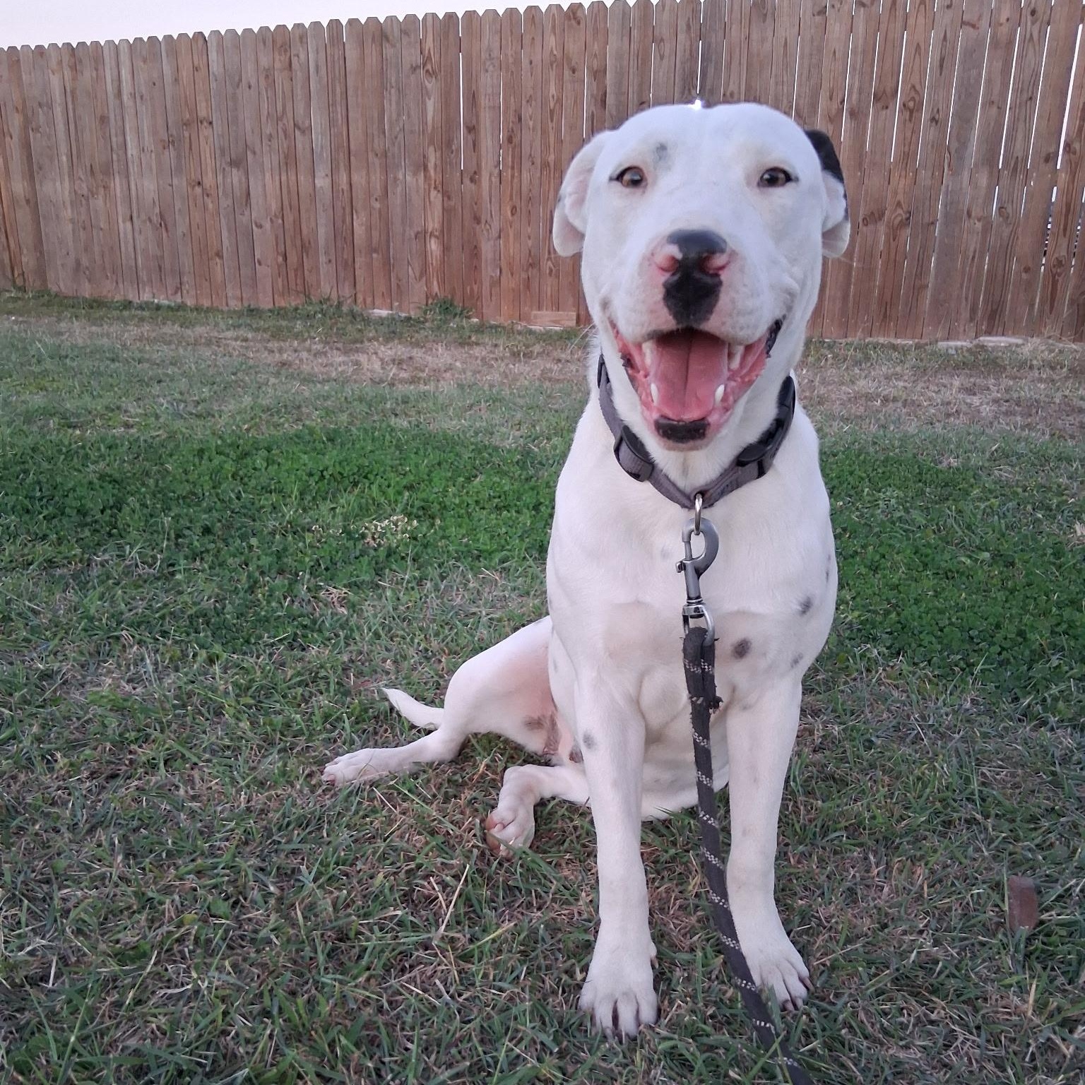 Enlarge Dior, a Adoptable Dogo Argentino in Minneapolis , MN image 2/3