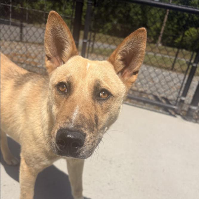 So-So, Adoptable, Young Female Mixed Breed.