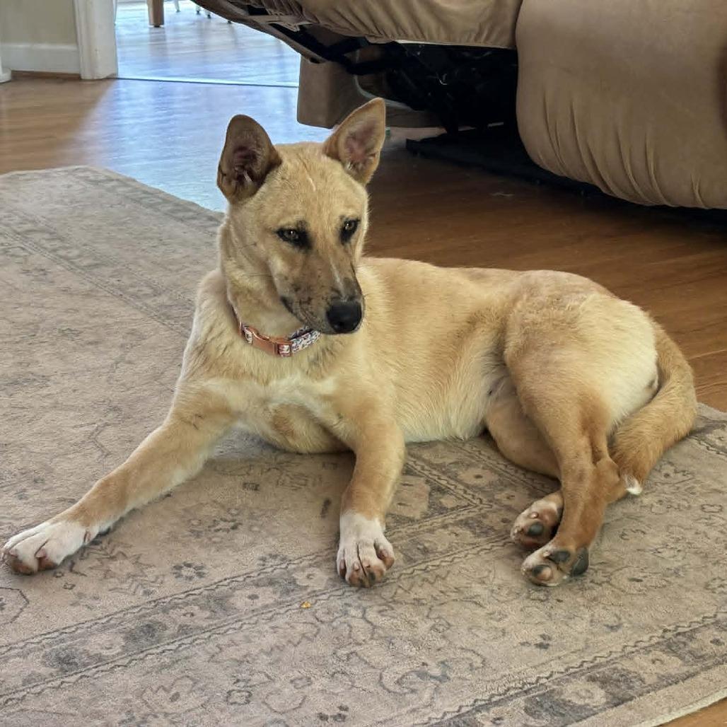 Enlarge So-So, a Adoptable Mixed Breed in Winston-Salem, NC image 2/6
