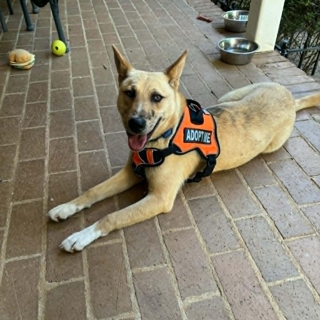 Enlarge So-So, a Adoptable Mixed Breed in Winston-Salem, NC image 3/6