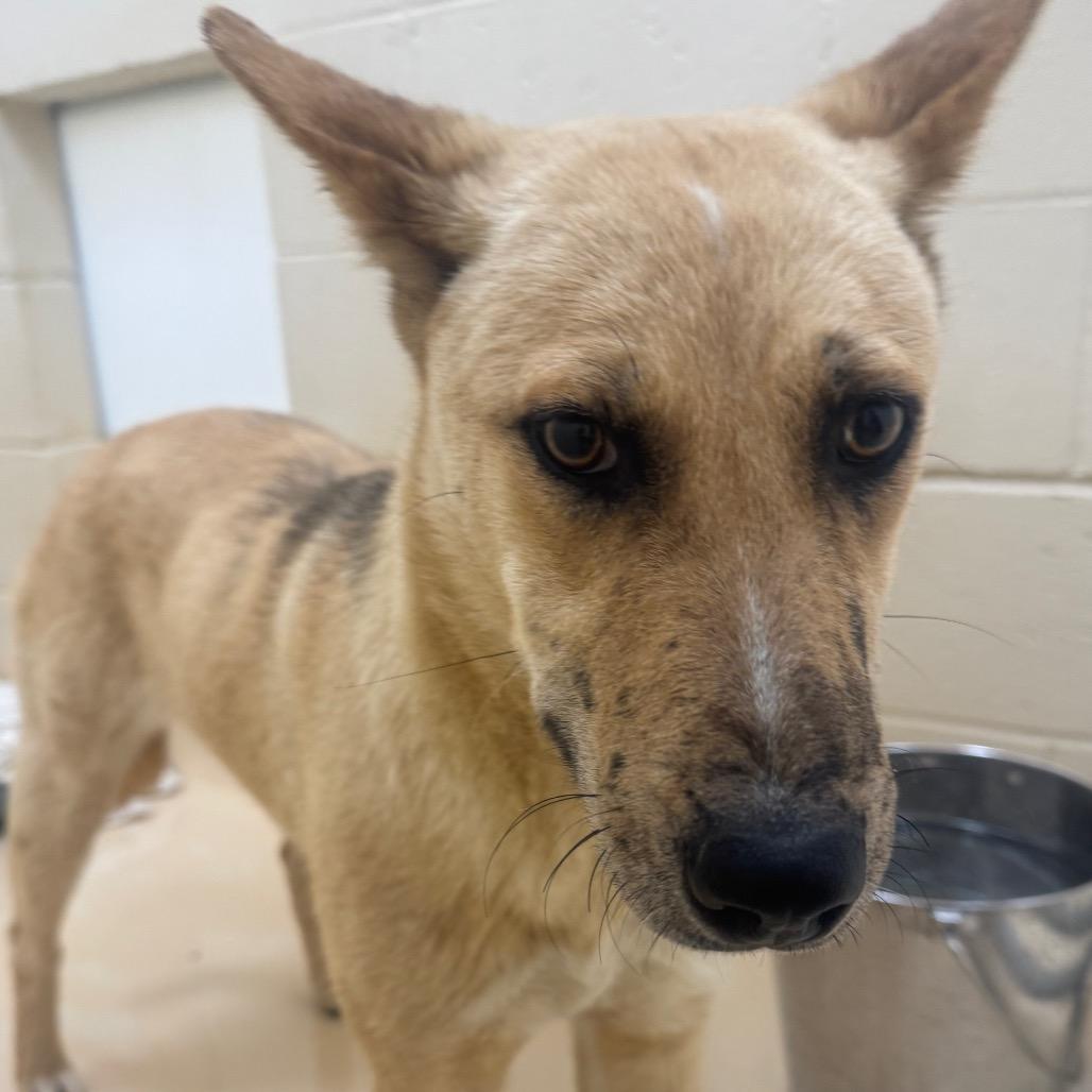 Enlarge So-So, a Adoptable Mixed Breed in Winston-Salem, NC image 5/6