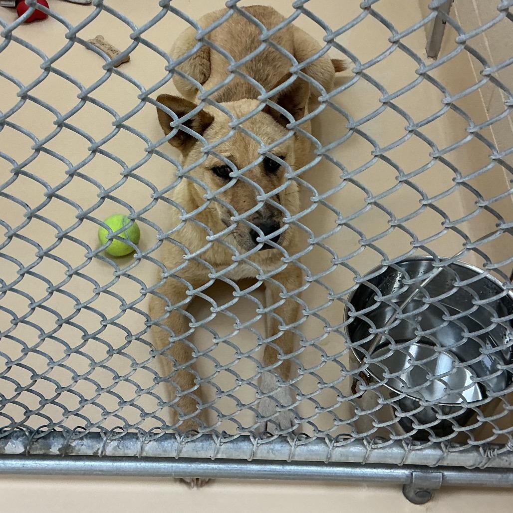Enlarge So-So, a Adoptable Mixed Breed in Winston-Salem, NC image 6/6