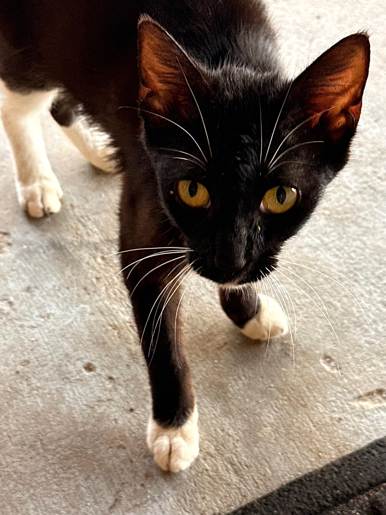 Blare - Foster needed (or adopter), a Adoptable mixed breed in Avon Park, FL image 5/5