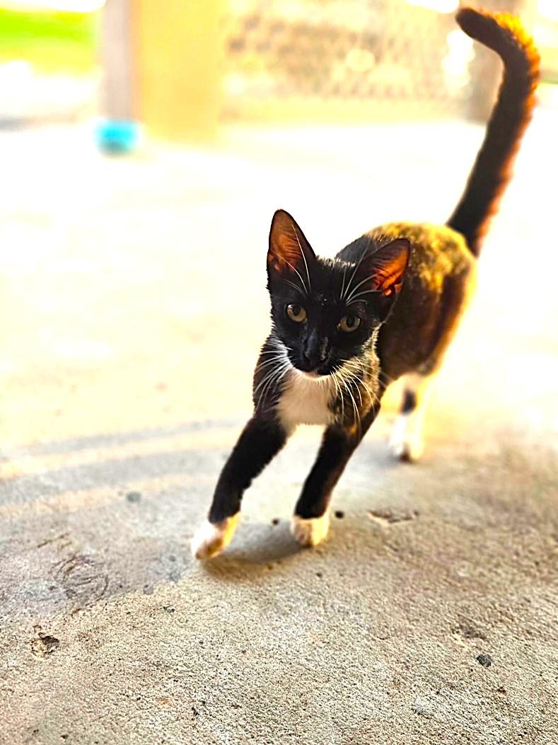 Blare - Foster needed (or adopter), a Adoptable mixed breed in Avon Park, FL image 4/5