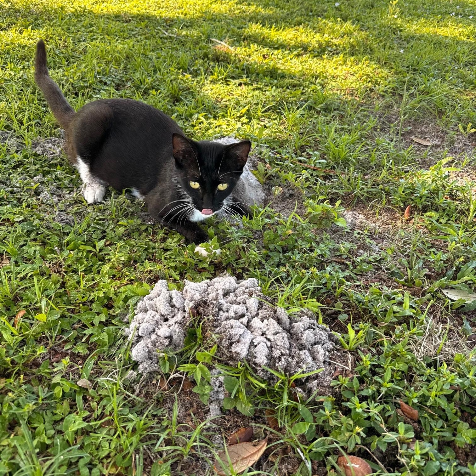 Blare - Foster needed (or adopter), Adoptable, Young Female American Shorthair.